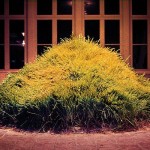 Hans Haacke, Grass Grows, 1967-69
