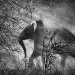 Sebastião Salgado, elephant