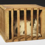 De Scott Evans, Cat in Transit