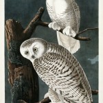 John James Audubon, Snowy Owl