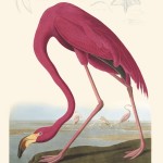 John James Audubon, Flamingo