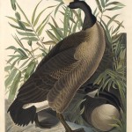 John James Audubon, Canada Goose