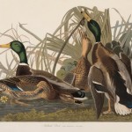 John James Audubon, Mallard Ducks