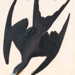 John James Audubon, Frigate Pelican
