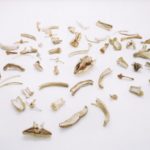 Nancy Graves, Bones and Their Containers