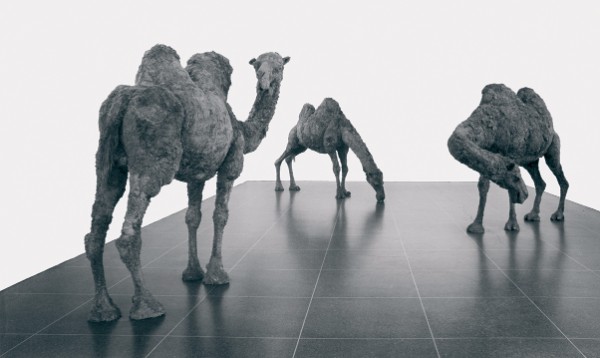 Nancy Graves, Camels