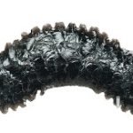 Feathered Serpent Eccentric