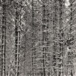 Ansel Adams, Pine Forest in Snow, Yosemite National Park, about 1932