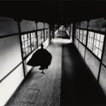 Ikko Narahara, Japanesque #53, Sojiji, Japan, 1969